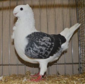 0-1  HV-96  Wilfried van Voorenberghe.jpg