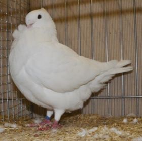 0-1  V-97 Ralf Mebert.jpg