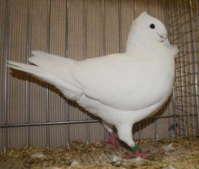 0-1  V-97 Wolfgang Strixner.jpg