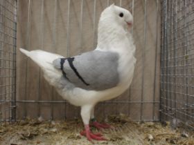 Althollandische Movchen tauber jung - Dortmund 2013 HV Wierd de Boer.jpg