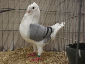 Althollandische Movchen taubin jung - Dortmund 2013 - V - Wierd de Boer.jpg