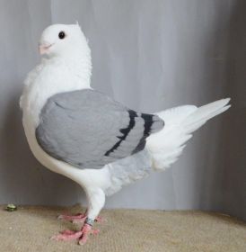 beste jonge duivin van Wierd de Boer.jpg