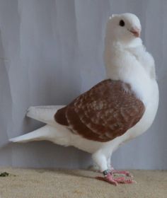 Beste zilverschild gekrast van Dieter Gossen..jpg